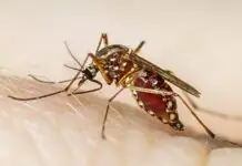 Patay sa dengue sa Iloilo, nagsaka pa sa 17