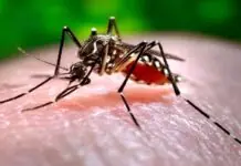 Iloilo, yara sa state of war sa tunga sang padayon nga pagsaka sang kaso sang dengue