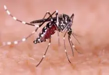 Passi City, ginpaidalom na sa State of Calamity bangud sa dengue outbreak