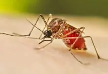 Bulong, dengue kits sa Tigbauan, ginakulang na rason sang deklarasyon sang state of calamity — alkalde