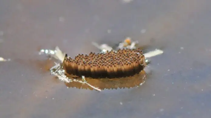MOSQUITO LAYING EGGS