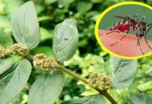 Tawa-tawa, wala ginapanugyan sang doctor agud mabulong ang dengue