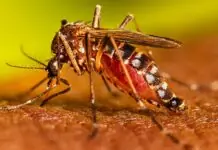 Patay bangud sa Dengue sa Iloio, nagdangat na sa 23