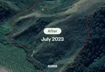 Atlantic Rainforest sa Brazil, liwat nga nagduag-berde bangud sa 50,000 ka mga natanum nga puno