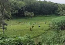 Lalaki, nasapwan nga patay sa Brgy. Alugmawa, Lambunao, Iloilo