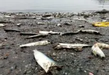 Pagdagsa sang tuloy nga isda sa Concepcion, Iloilo, isa ka “healthy” nga senyales para sa BFAR Region 6
