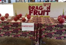 Dragon Fruit Festival, ginpatigayon sa Guimaras