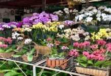 Acting Mayor Jeffrey Ganzon, ginlibre na lang ang mga flower vendors sa ila nga permit agud nga makabaligya para sa Fiesta Minatay