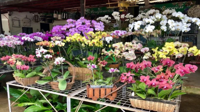 Flowers