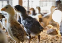 Produksyon sang bisaya nga manok sa Guimaras, amat-amat nga nagasanyog