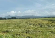 Iloilo, indi pa makadeklara sang state of calamity bangud sa halit nga epekto sang bagyo Kristine; Sektor sang agrikultura tuman nga naapektuhan