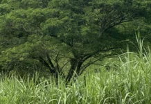 Isa ka mekaniko, nasapwan nga nagabitay sa puno sang acacia sa Brgy. Mambiranan, Calinog, Iloilo