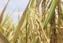 First-time hybrid seed user sa Leon, Iloilo, nagtaas ang ani bangud sa MASAGANA 200 Program