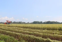 Saline variety sang humay, gin-cultivate sa WESVIARC