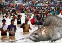 Kaso sang leptospirosis sa Iloilo, nagdangat na sa 123: Tatlo naman ang napatay