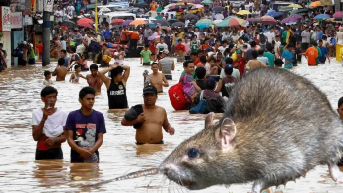 Leptospirosis