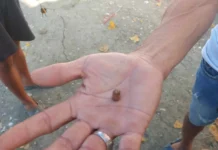 PNP, nagapati nga isa lang ka persona ang tag-iya sang duha ka mga bala nga nakita sa Loboc, Lapuz sang New Year