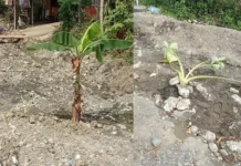 Bansoy Construction, balik-trabaho sa ginakaayo nga dalan sa Brgy. Sinamay, Alimodian, matapos gintamnan sang saging sang mga pumuluyo