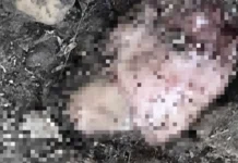 Mother Who Abandoned Her Two Fetuses at DENR Region 6 Compound Still Unidentified