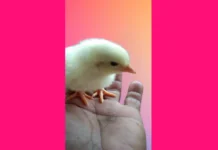Piso, nagaisahanon nga survivor sa kapin 35,000 ka mga manok nga nalechon sa nasunog nga poultry farm