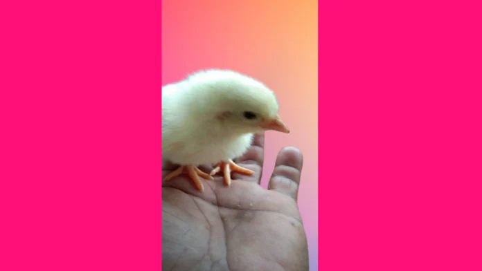 MANOK