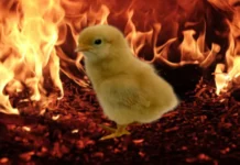 Piso, naga-isahanon nga survivor sa kapin 35,000 ka mga manok nga nalechon sa nasunog nga poultry farm
