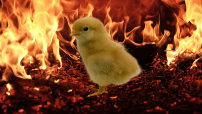 chick survivor