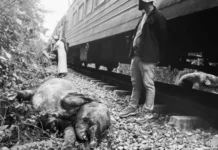 Anum ka mga elepante sa Sri Lanka, patay matapos nabungguan sang tren