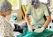 100 ka mga ido kag kuring, naka-avail sang libre nga neutering halin sa Iloilo Provincial Veterinary Office