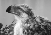 Agila nga si “Riley” Napatay Bangud sang Bone Disease