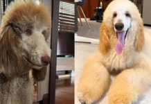 2 ka ido, napatay sa animal sa training facility sa Marikina; senyales sang animal abuse, nakit-an