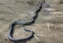 Lalaki, kritikal sang gintukob sang cobra nga nagsulod sa ila nga balay