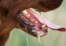 9-anyos nga bata, patay sa rabies; ido nga nagkagat, gin-ihaw kag ginkaon sang 30 ka tawo