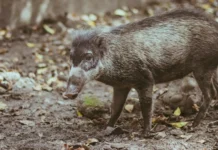 Lalaki, ginluthang-patay matapos masal-an nga baboy talunon