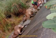Patay nga mga baka nga nalumos sa baha, nagsampay sa Banga, Aklan
