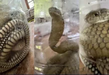 King Cobra, nakit-an sa UPV Miagao