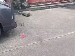 Kaso nga double murder kag frustrated murder, igapasaka batok sa suspek sa pagpangluthang sa Barangay Sto. Rosario-duran, City Proper