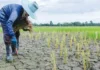 Halit nga ginbilin sang El Niño sa sektor sang Agrikultura, naglab-ot na P8.57-B