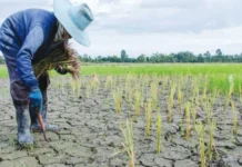 Halit nga ginbilin sang El Niño sa sektor sang Agrikultura, naglab-ot na P8.57-B