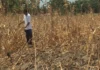 DA: Posible nga maglab-ot sa P20-bilyon ang mangin kaperdihan sang agrikultura bangud sa Super El Niño