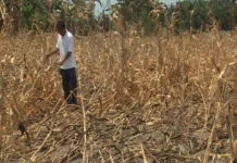DA: Posible nga maglab-ot sa P20-bilyon ang mangin kaperdihan sang agrikultura bangud sa Super El Niño