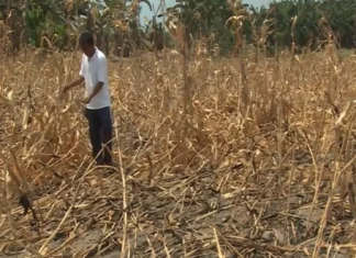 DA: Posible nga maglab-ot sa P20-bilyon ang mangin kaperdihan sang agrikultura bangud sa Super El Niño
