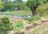 Iloilo City Government, ginapasangkad ang backyard gardening kag urban agriculture kasunod man sa ginalauman nga El Niño