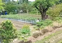 Iloilo City Government, ginapasangkad ang backyard gardening kag urban agriculture kasunod man sa ginalauman nga El Niño