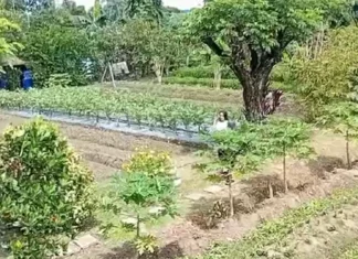 Iloilo City Government, ginapasangkad ang backyard gardening kag urban agriculture kasunod man sa ginalauman nga El Niño