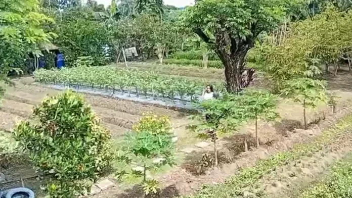 Iloilo_Garden