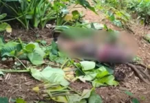 69-anyos nga lalaki, ginpatay bangud sa away sa Rambutan