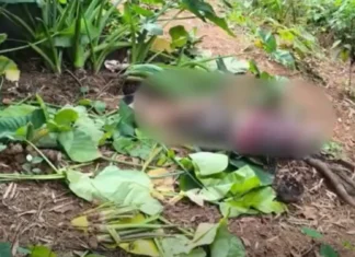 69-anyos nga lalaki, ginpatay bangud sa away sa Rambutan