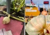 Pinakamabug-at nga kalabasa sa kalibutan, makit-an sa Estados Unidos