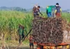 Iloilo Provincial Agriculture Office, ginapreparar na ang bio-control labs kag financial aid para sa mga RSSI-affected farmers